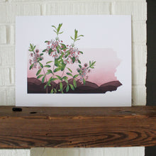  Pennsylvania Mountain Laurel Print